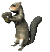 squirrel